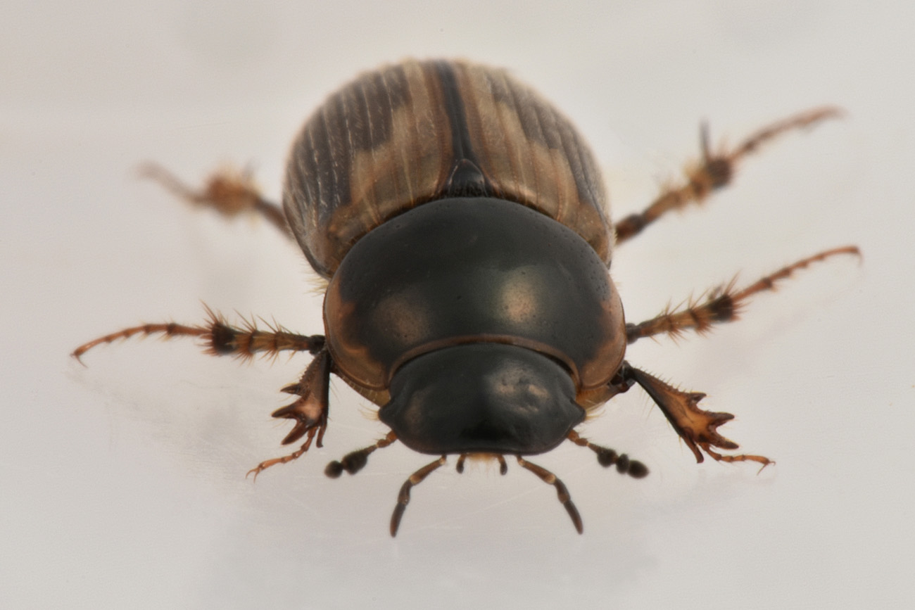 Aphodiidae: Melinopterus prodromus m & f ?  Sì !